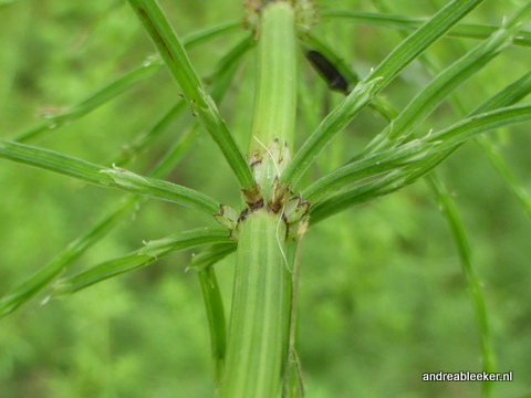 Heermoes, Equisetum arvense