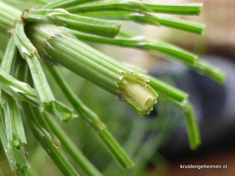 Heermoes, Equisetum arvense