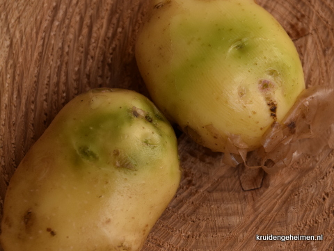 Aardappel met groene plekken