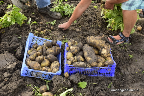 Aardappel - Kruidengeheimen