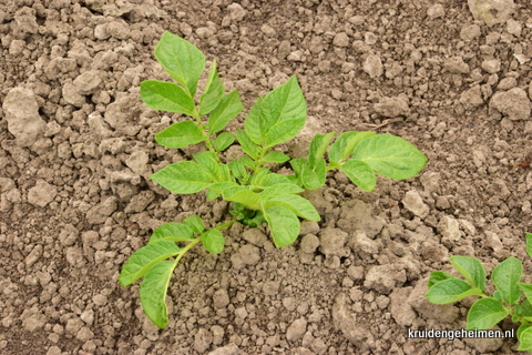 Aardappel - Kruidengeheimen