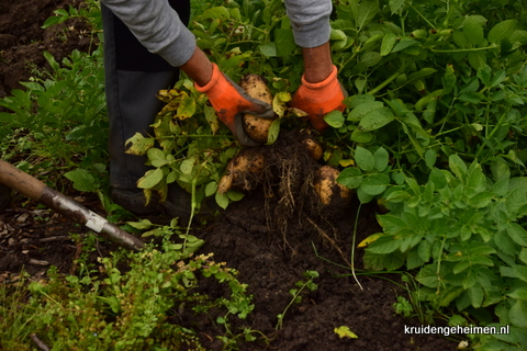 Aardappel - Kruidengeheimen