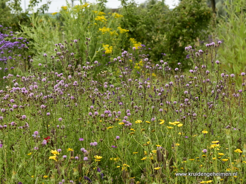 Akkerdistel - Kruidengeheimen