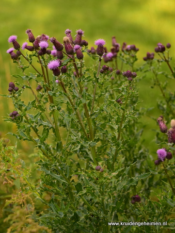 Akkerdistel - Kruidengeheimen