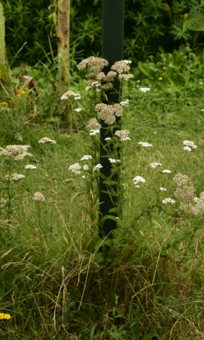 Duizendblad - Kruidengeheimen