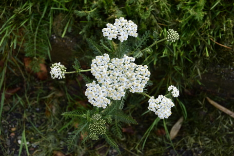 Duizendblad - Kruidengeheimen