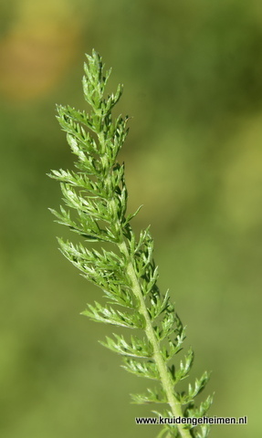 Duizendblad - Kruidengeheimen