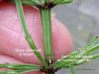 Heermoes, Equisetum arvense