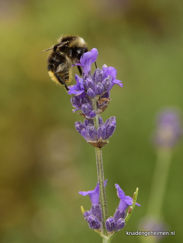 Lavendel - Kruidengeheimen