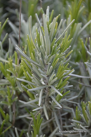 Lavendel - Kruidengeheimen