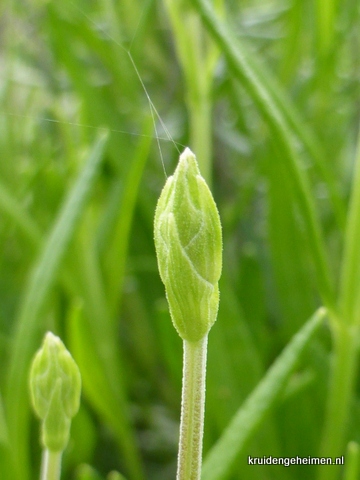 Lavendel - Kruidengeheimen