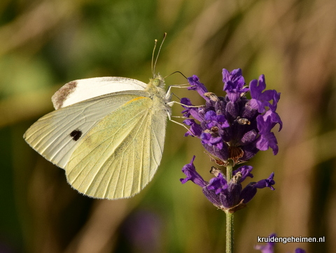 Lavendel - Kruidengeheimen