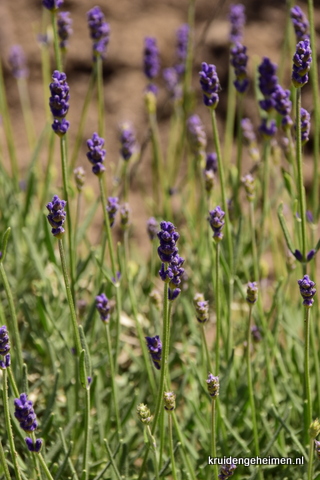 Lavendel - Kruidengeheimen