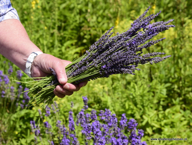 Lavendel - kruidengeheimen