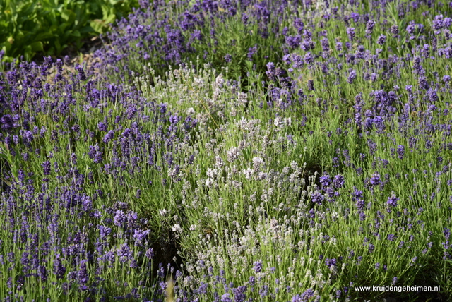 Lavendel - kruidengeheimen