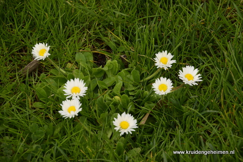 Madeliefje-Kruidengeheimen