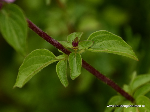 Marjolein - Kruidengeheimen