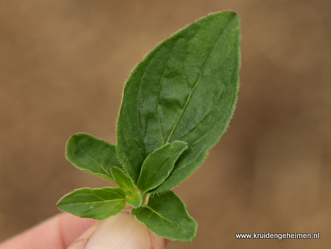 Marjolein - Kruidengeheimen