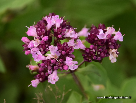 Marjolein - Kruidengeheimen