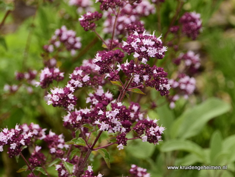 Marjolein - Kruidengeheimen