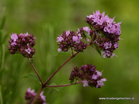 Marjolein - Kruidengeheimen