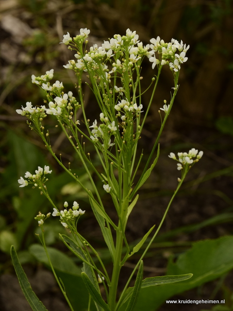 Mierikswortelbloem - Kruidengeheimen