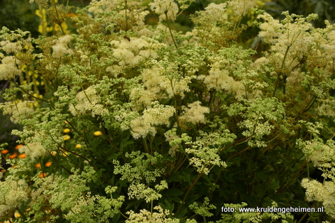 Moerasspirea - Kruidengeheimen