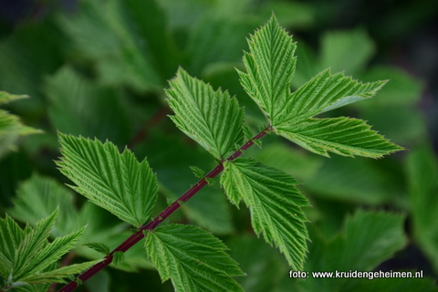 Moerasspirea - Kruidengeheimen