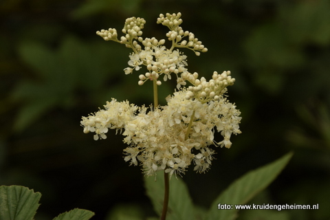 Moerasspirea - Kruidengeheimen