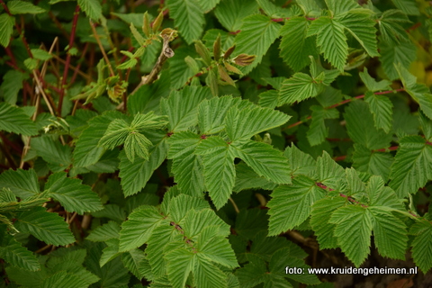 Moerasspirea - Kruidengeheimen