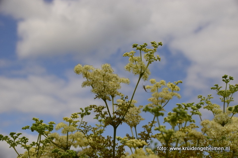 Moerasspirea - Kruidengeheimen