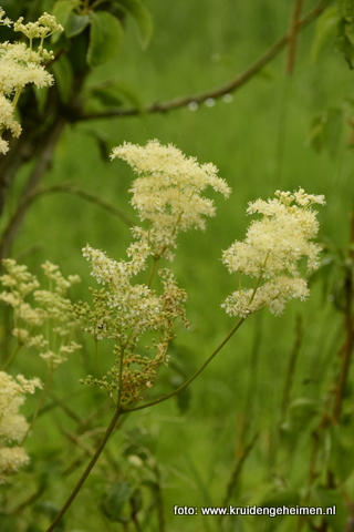 Moerasspirea - Kruidengeheimen