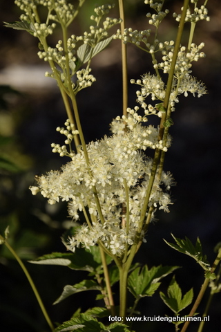 Moerasspirea - Kruidengeheimen