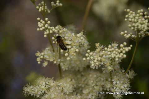 Moerasspirea - Kruidengeheimen