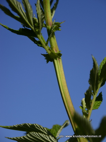 Moerasspirea - Kruidengeheimen