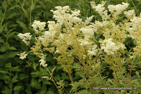 Moerasspirea - Kruidengeheimen