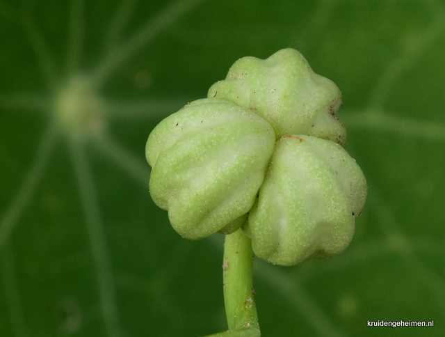 Oost-Indische Kers - Zaad