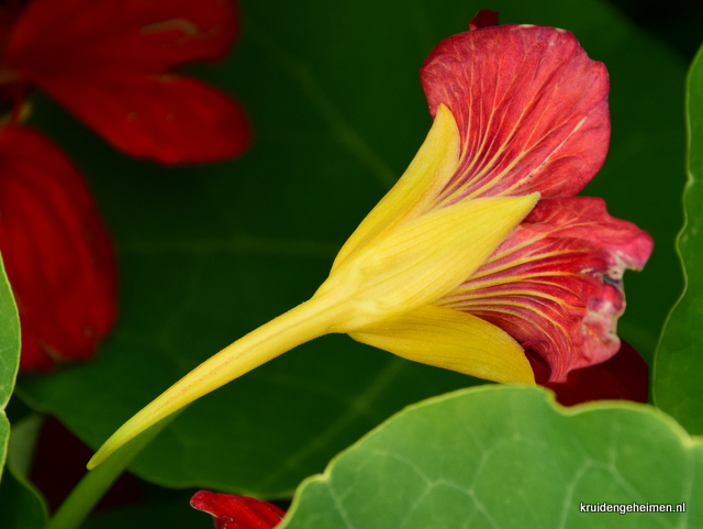 Oost-Indische Kers