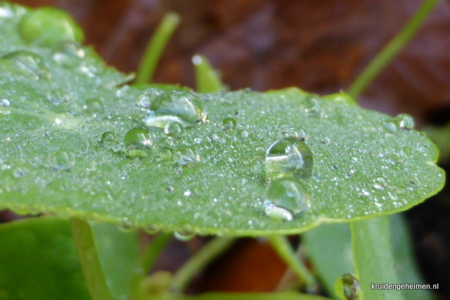 Oost-Indische Kers