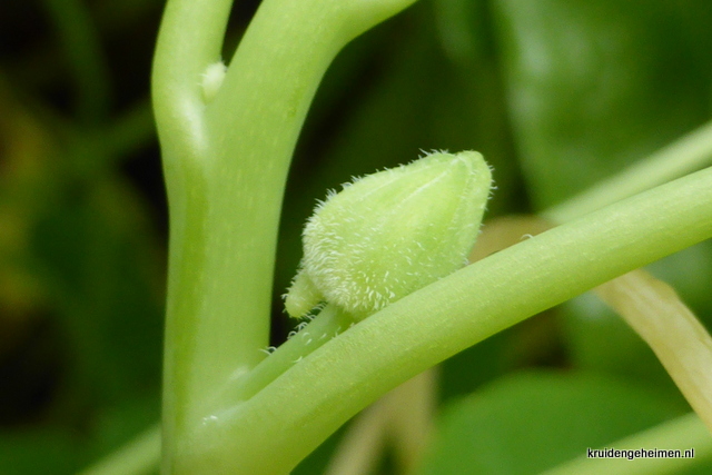 Oost-Indische Kers