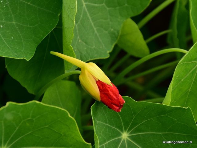 Oost-Indische Kers