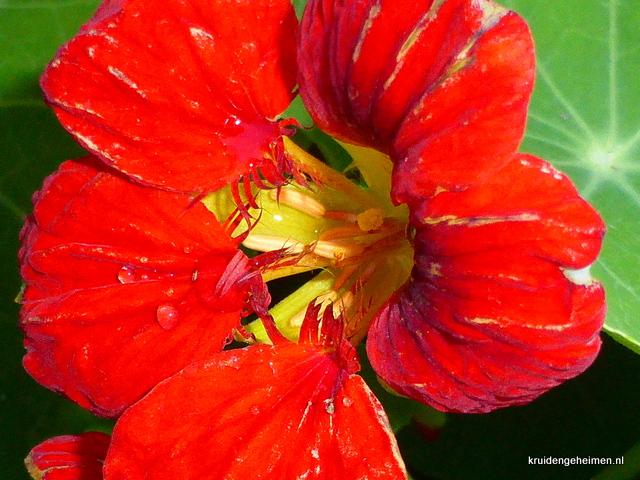 Oost-Indische Kers