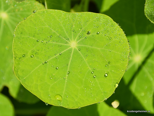 Oost-Indische Kers Blad