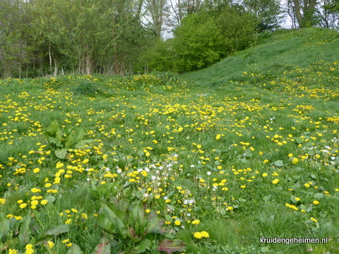 Paardenbloem