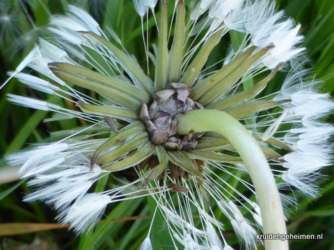 Paardenbloem