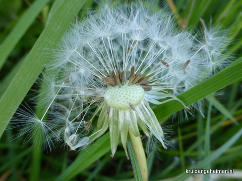 Paardenbloem