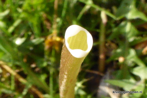 Paardenbloem