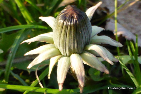 Paardenbloem