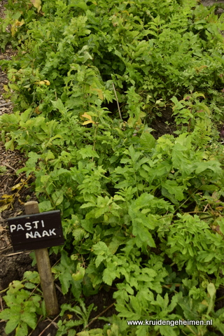 Pastinaak - Kruidengeheimen