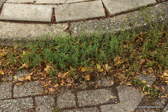 Kruidengeheimen - Varkensgras